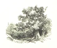 An illustration from The Lady of the Forest. [A novel (1889)