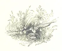 An illustration from The Lady of the Forest. [A novel (1889)