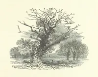 An illustration from Wild Kitty, etc (1897)