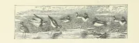 An illustration from Wild Kitty, etc (1897)