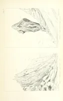 An illustration from St. Helena: a physical, historical, and topographical description of the island ... The botanical plates from original drawings by Mrs. J. C. Melliss (1875)