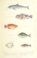 An illustration from St. Helena: a physical, historical, and topographical description of the island ... The botanical plates from original drawings by Mrs. J. C. Melliss (1875)
