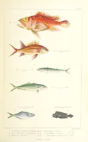 An illustration from St. Helena: a physical, historical, and topographical description of the island ... The botanical plates from original drawings by Mrs. J. C. Melliss (1875)