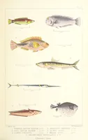 An illustration from St. Helena: a physical, historical, and topographical description of the island ... The botanical plates from original drawings by Mrs. J. C. Melliss (1875)