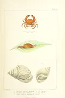 An illustration from St. Helena: a physical, historical, and topographical description of the island ... The botanical plates from original drawings by Mrs. J. C. Melliss (1875)