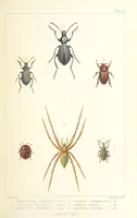 An illustration from St. Helena: a physical, historical, and topographical description of the island ... The botanical plates from original drawings by Mrs. J. C. Melliss (1875)