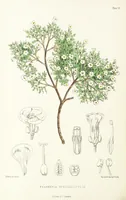 An illustration from St. Helena: a physical, historical, and topographical description of the island ... The botanical plates from original drawings by Mrs. J. C. Melliss (1875)