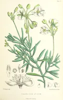 An illustration from St. Helena: a physical, historical, and topographical description of the island ... The botanical plates from original drawings by Mrs. J. C. Melliss (1875)