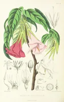 An illustration from St. Helena: a physical, historical, and topographical description of the island ... The botanical plates from original drawings by Mrs. J. C. Melliss (1875)