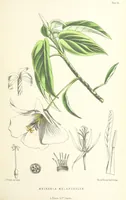 An illustration from St. Helena: a physical, historical, and topographical description of the island ... The botanical plates from original drawings by Mrs. J. C. Melliss (1875)