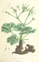An illustration from St. Helena: a physical, historical, and topographical description of the island ... The botanical plates from original drawings by Mrs. J. C. Melliss (1875)