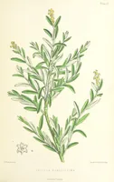 An illustration from St. Helena: a physical, historical, and topographical description of the island ... The botanical plates from original drawings by Mrs. J. C. Melliss (1875)