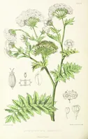 An illustration from St. Helena: a physical, historical, and topographical description of the island ... The botanical plates from original drawings by Mrs. J. C. Melliss (1875)