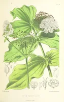 An illustration from St. Helena: a physical, historical, and topographical description of the island ... The botanical plates from original drawings by Mrs. J. C. Melliss (1875)