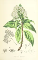 An illustration from St. Helena: a physical, historical, and topographical description of the island ... The botanical plates from original drawings by Mrs. J. C. Melliss (1875)