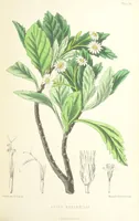 An illustration from St. Helena: a physical, historical, and topographical description of the island ... The botanical plates from original drawings by Mrs. J. C. Melliss (1875)