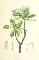 An illustration from St. Helena: a physical, historical, and topographical description of the island ... The botanical plates from original drawings by Mrs. J. C. Melliss (1875)