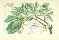 Picture 45 of 62 from St. Helena: a physical, historical, and topographical description of the island ... The botanical plates from original drawings by Mrs. J. C. Melliss (1875), leaf 387