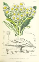 Picture 46 of 62 from St. Helena: a physical, historical, and topographical description of the island ... The botanical plates from original drawings by Mrs. J. C. Melliss (1875), leaf 391