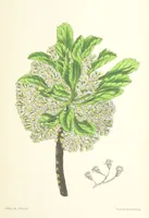 An illustration from St. Helena: a physical, historical, and topographical description of the island ... The botanical plates from original drawings by Mrs. J. C. Melliss (1875)