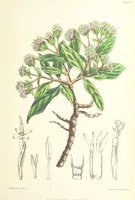 An illustration from St. Helena: a physical, historical, and topographical description of the island ... The botanical plates from original drawings by Mrs. J. C. Melliss (1875)