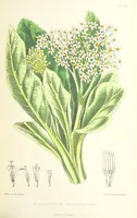 An illustration from St. Helena: a physical, historical, and topographical description of the island ... The botanical plates from original drawings by Mrs. J. C. Melliss (1875)