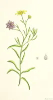 An illustration from St. Helena: a physical, historical, and topographical description of the island ... The botanical plates from original drawings by Mrs. J. C. Melliss (1875)