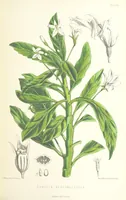 An illustration from St. Helena: a physical, historical, and topographical description of the island ... The botanical plates from original drawings by Mrs. J. C. Melliss (1875)