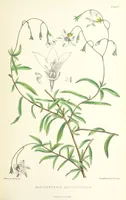 An illustration from St. Helena: a physical, historical, and topographical description of the island ... The botanical plates from original drawings by Mrs. J. C. Melliss (1875)