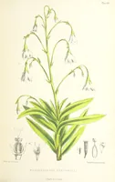 An illustration from St. Helena: a physical, historical, and topographical description of the island ... The botanical plates from original drawings by Mrs. J. C. Melliss (1875)