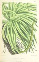 An illustration from St. Helena: a physical, historical, and topographical description of the island ... The botanical plates from original drawings by Mrs. J. C. Melliss (1875)