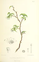 An illustration from St. Helena: a physical, historical, and topographical description of the island ... The botanical plates from original drawings by Mrs. J. C. Melliss (1875)