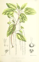 An illustration from St. Helena: a physical, historical, and topographical description of the island ... The botanical plates from original drawings by Mrs. J. C. Melliss (1875)