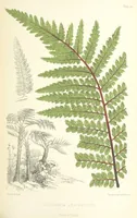 An illustration from St. Helena: a physical, historical, and topographical description of the island ... The botanical plates from original drawings by Mrs. J. C. Melliss (1875)