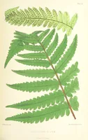 An illustration from St. Helena: a physical, historical, and topographical description of the island ... The botanical plates from original drawings by Mrs. J. C. Melliss (1875)
