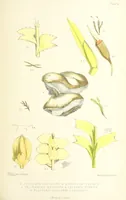 An illustration from St. Helena: a physical, historical, and topographical description of the island ... The botanical plates from original drawings by Mrs. J. C. Melliss (1875)