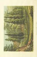 An illustration from St. Helena: a physical, historical, and topographical description of the island ... The botanical plates from original drawings by Mrs. J. C. Melliss (1875)