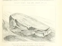 Picture 13 of 62 from St. Helena: a physical, historical, and topographical description of the island ... The botanical plates from original drawings by Mrs. J. C. Melliss (1875), leaf 93