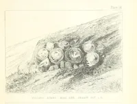 Picture 14 of 62 from St. Helena: a physical, historical, and topographical description of the island ... The botanical plates from original drawings by Mrs. J. C. Melliss (1875), leaf 93