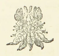 An illustration from Arum Field: or, Life's Reality. [A tale (1891)
