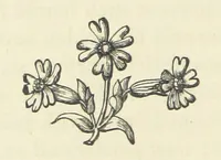 An illustration from The Poetical Works of John Milton, printed from the original editions. With a life of the author by A. Chalmers ... With twelve illustrations by R. Westall (1881)