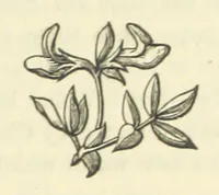 An illustration from The Poetical Works of John Milton, printed from the original editions. With a life of the author by A. Chalmers ... With twelve illustrations by R. Westall (1881)