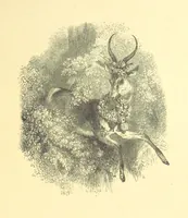 An illustration from Moore's Irish Melodies, Lalla Rookh, National Airs, Legendary Ballads, Songs, etc., with a memoir by J. F. Waller. Illustrations, etc (1867)