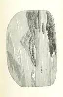 An illustration from The English in South America (1878)