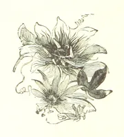 An illustration from The Land of the Hibiscus Blossom: a yarn of the Papuan Gulf ... With illustrations by the author (1888)