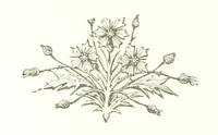 An illustration from The Land of the Hibiscus Blossom: a yarn of the Papuan Gulf ... With illustrations by the author (1888)