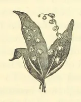 Picture 2 of 5 from Irish Pride. An unsocial tale of social life (1885), leaf 113