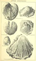 An illustration from A popular guide to the Geology of the Isle of Wight, with a note on its relation to that of the Isle of Purbeck ... Illustrated, etc (1887)
