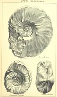 An illustration from A popular guide to the Geology of the Isle of Wight, with a note on its relation to that of the Isle of Purbeck ... Illustrated, etc (1887)