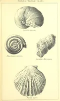 An illustration from A popular guide to the Geology of the Isle of Wight, with a note on its relation to that of the Isle of Purbeck ... Illustrated, etc (1887)